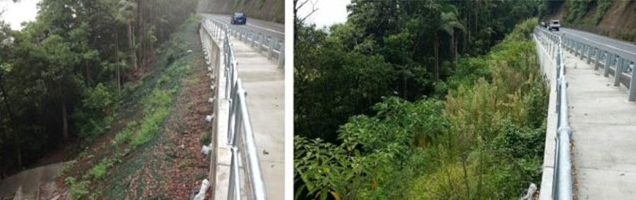 Before and After using TRM, Palmwoods-Montville Rd, QLD, Australia