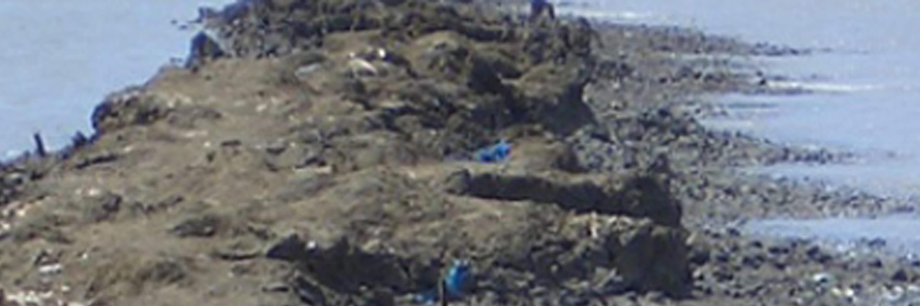 Naue Coastal Bags Indonesia